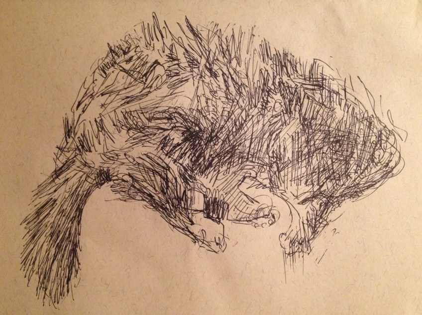 Tatty Cat (pen on A5 sepia paper, unframed 2014) £15