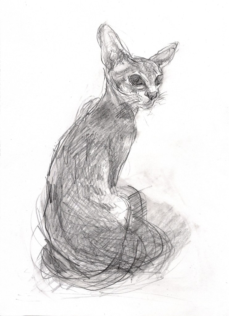 Oriental Cat (A4 pencil on paper) 2014
